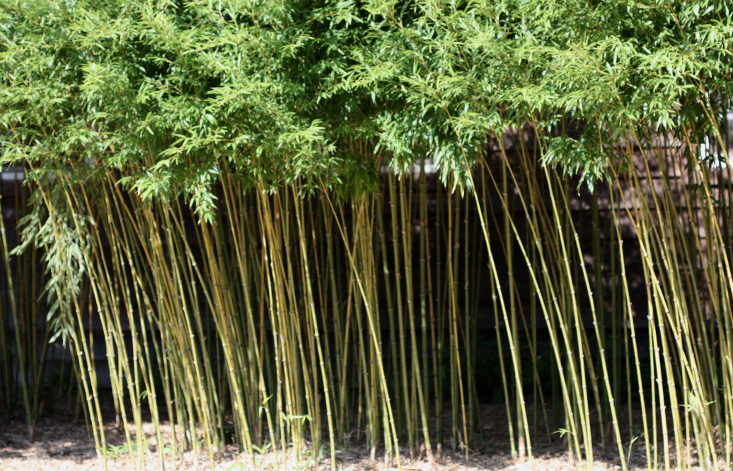 Bamboo Control Home Garden, Types Of Bamboo For Landscaping