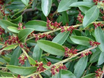 Distyliums have small reddish maroon flowers in the winter. 