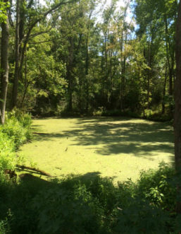 Duckweed (Lemna minor) is a common floating water weed.