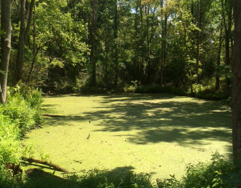 Aquatic Weed Control Overview