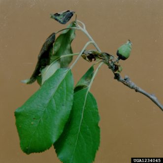 Early symptoms of fire blight on apple.