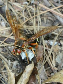 Eastern cicada killer wasp (Sphecius speciosus) attempting to fly to its nest in the ground with a captured cicada.