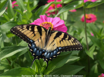 Eastern Tiger Swallowtail Papilio glaucus © 2016 Barbara Smith, Clemson Extension HGIC