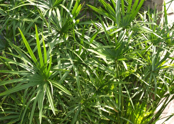 Egyptian papyrus (Cyperus papyrus) was used by ancient Egyptians to make paper. It is best suited for wet areas that receive part shade.
