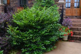 Emerald Heights® is an excellent replacement for Otto Luyken Laurel in the landscape.