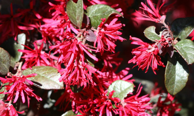 Loropetalum (Chinese Fringe-Flower) Care, Cultivars & Growing Guide
