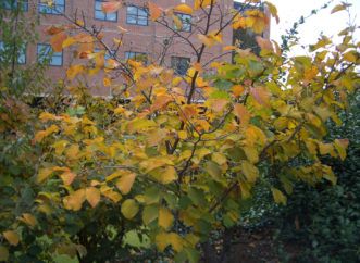 Fall color of witch hazel cultivar ‘Diane’