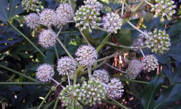 Fatsia