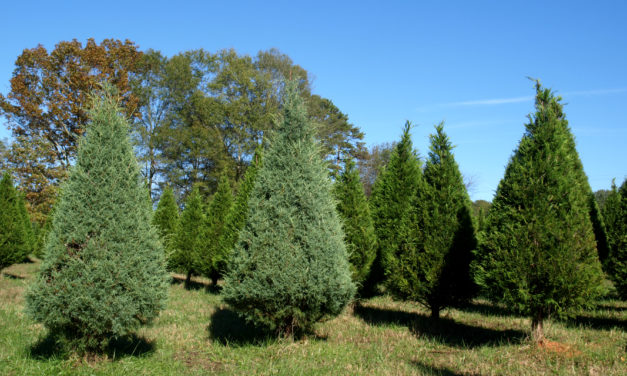 Selecting a Christmas Tree