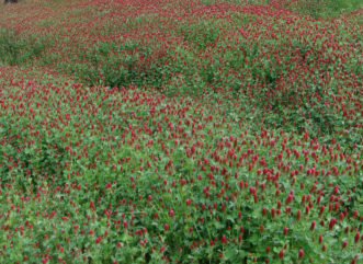 Field of crimson clover (Trifolium incarnatum) in flower. Cover crops should be terminated during the flowering stage for maximum benefit.