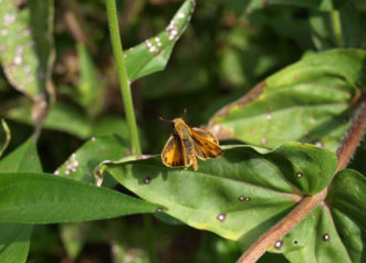 Fiery Skipper Hylephila phyleus © 2016 Barbara Smith, Clemson Extension HGIC