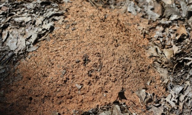 Managing Fire Ants in the Vegetable Garden