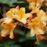 Native Azaleas: Natural Color in the Shade Garden