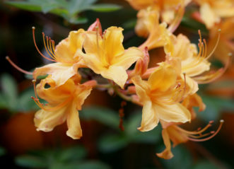 Flame azalea (Rhododendron calendulaceum).