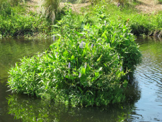 Floating wetland after 2 months.