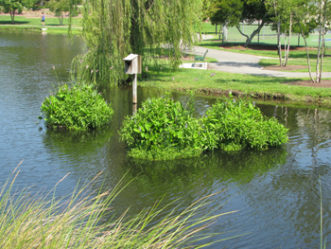 Floating wetland after 2 months (additional view).