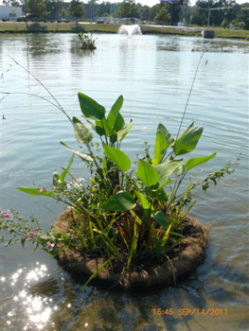 Floating wetland newly planted