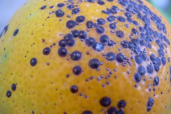Citrus Insects & Related Pests
