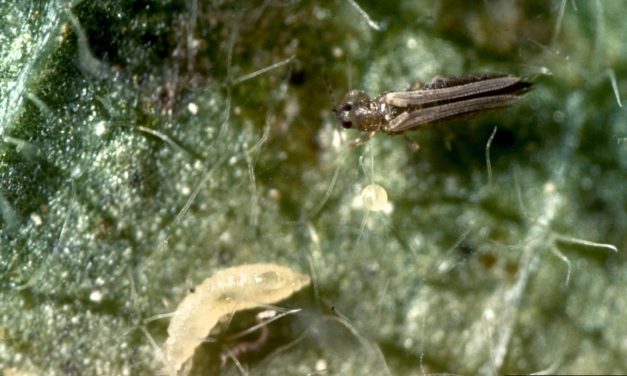 Viburnum Diseases & Insect Pests