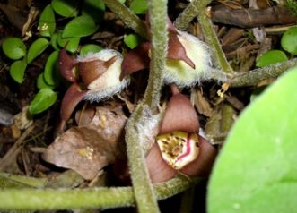 Flowers of Canadian wild ginger, known as “little brown jugs”