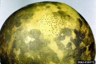 Flyspeck (small dots) and sooty blotch on apple fruit.