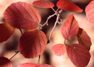 Fothergilla major with red fall color in early November.