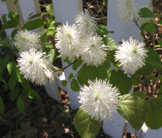 Fothergilla x intermedia ‘Mt. Airy’ blooms sneak through a wooden fence to reach the sunlight in mid-April.