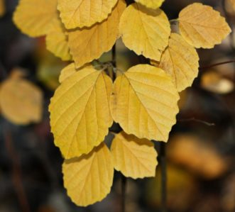 Fothergilla x intermedia ‘Mt. Airy’ exhibiting golden-yellow fall color during early November.