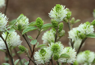 Fothergilla x intermedia ‘Mt. Airy’ flower buds opening as leaves begin to develop in early April.
