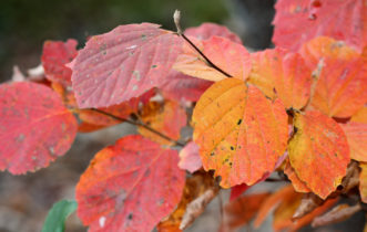 Fothergilla x intermedia ‘Mt. Airy’ with brilliant red and orange fall color in early November.