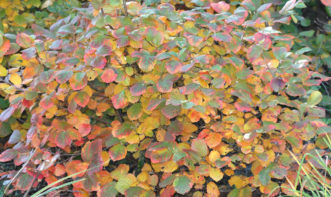 Fothergilla x intermedia ‘Mt. Airy’ with multi-colored fall color in early November.