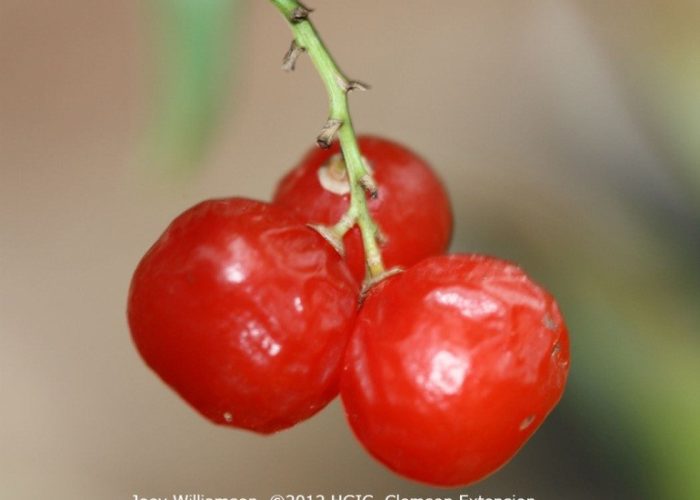 Fragrant sweetbox (Sarcococca ruscifolia) fruit