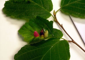 Galls created by witch hazel cone gall aphid.