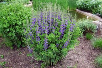 Garden grown Baptisia australis beginning to bloom. 