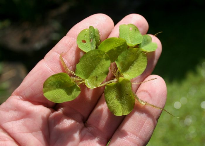 Giant salvinia (Salvinia molesta) is a floating fern from Brazil that blocks out sunlight and decreases the oxygen content for fish and other aquatic animals.