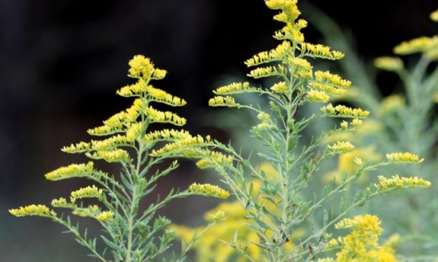 Goldenrod flowers (Solidago sp.). Joey Williamson, ©2013 HGIC, Clemson Extension