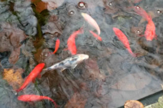 Goldfish and koi feeding on naturally occurring foods within a balanced garden pond.