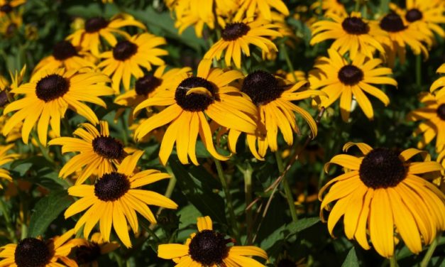 Rudbeckia
