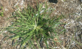 Goosegrass (Eleusine indica) can be identified by the white to silver color near the base of the grass clump.
