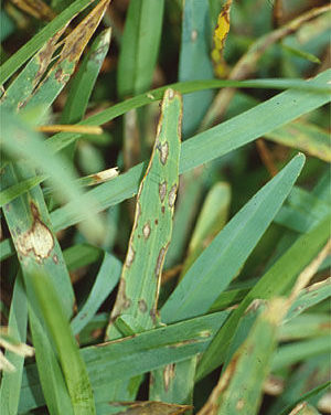Leaf Diseases of Lawns