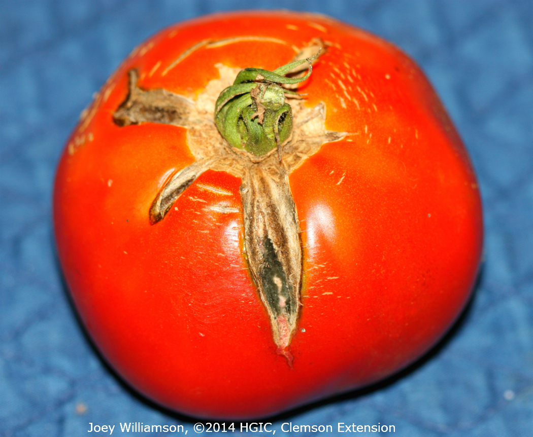 Tomato Diseases Disorders Home Garden Information Center,Rotisserie Chicken Walmart