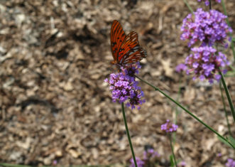 Gulf Fritillary Agraulis vanillae