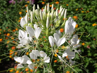 ´Helen Campbell´ cleome will enhance moonlit gardens.