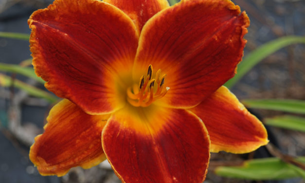 Summer- and Fall-Flowering Bulbs