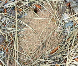 Hole with piled soil of a solitary ground-dwelling bee.