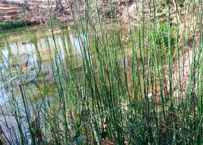 Horsetail (Equisetum hyemale) is a living fossil that is over one hundred million years old.