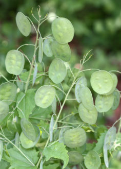Immature, green seed pods of money plant (Lunaria annua).
