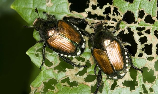 Rose Insects & Related Pests