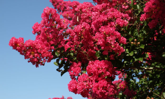 Crape Myrtle Cultivars