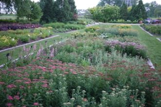  Landscaped planting featuring yarrow cultivars.